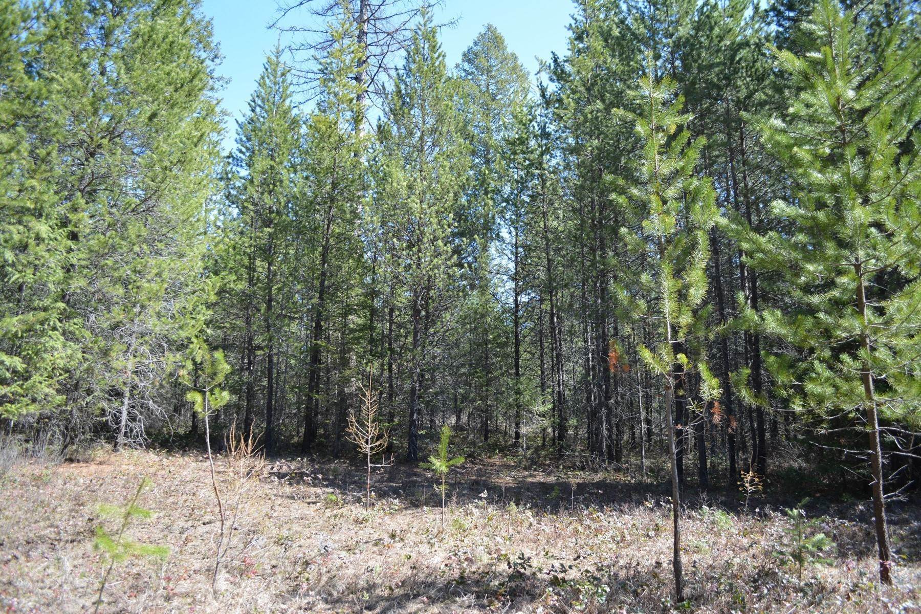 16. Land for Sale at Lot 8 Graham Ave Priest River, Idaho 83856 United States