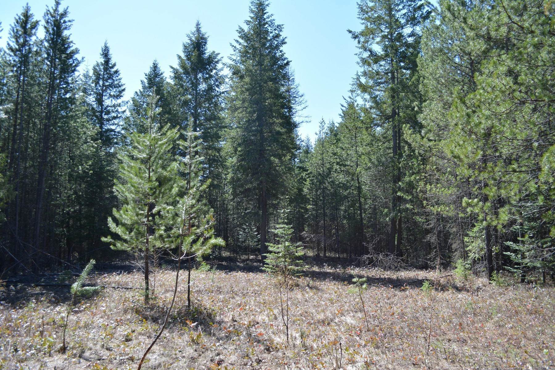 17. Land for Sale at Lot 8 Graham Ave Priest River, Idaho 83856 United States