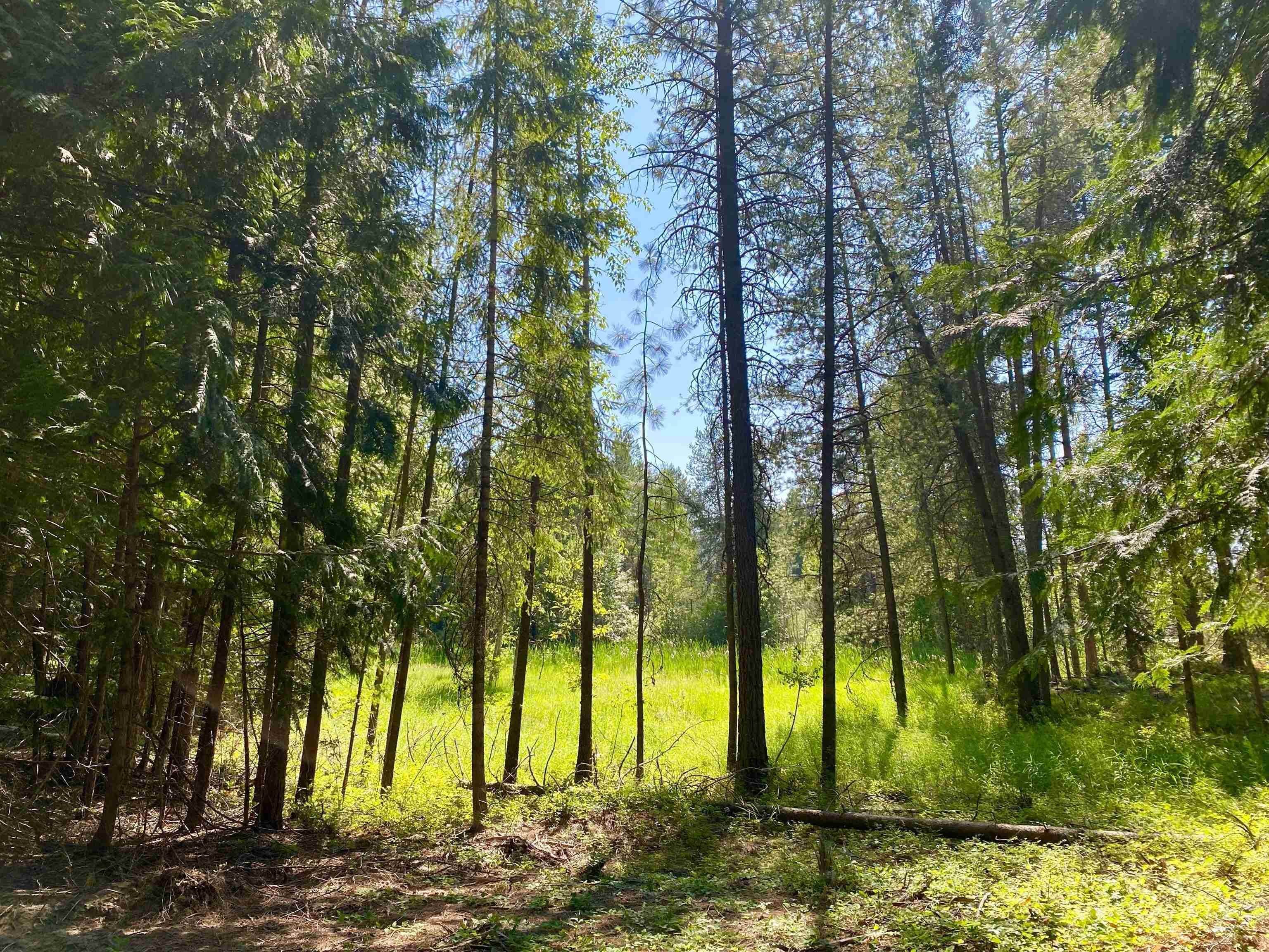 15. Land for Sale at Lot 5 BLK 2A Dover Bay Estuary Forest Dover, Idaho 83825 United States